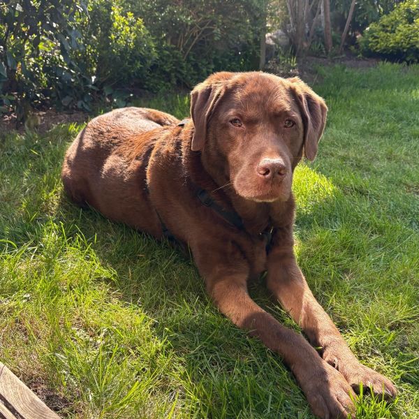 Buck uit Grootebroek zoekt een Hondenoppas