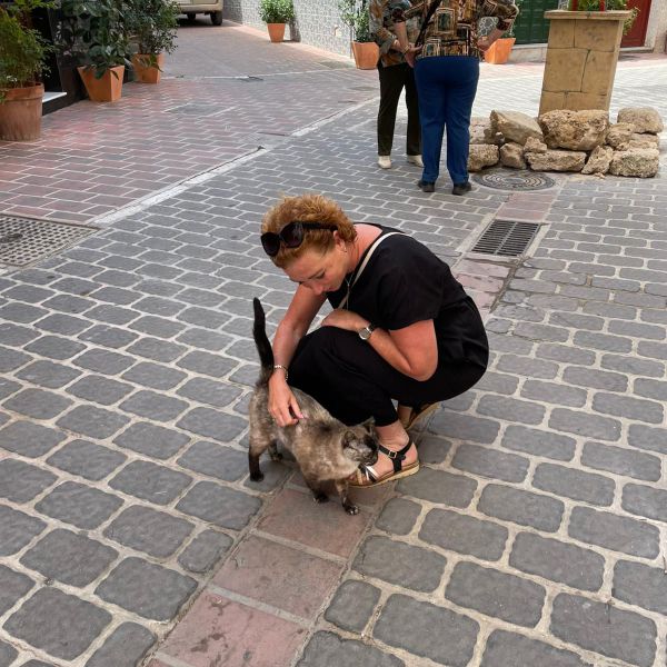 Kattenoppas Mies uit Den Haag