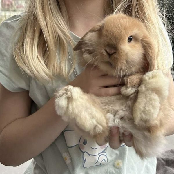 Milo, Mochi uit Groningen zoekt een Knaagdierenoppas