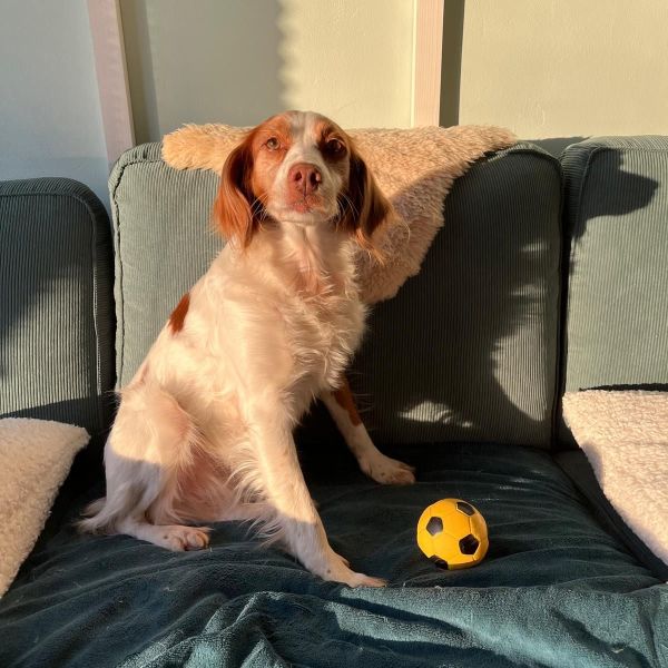 Liza uit Arnhem zoekt een Hondenoppas