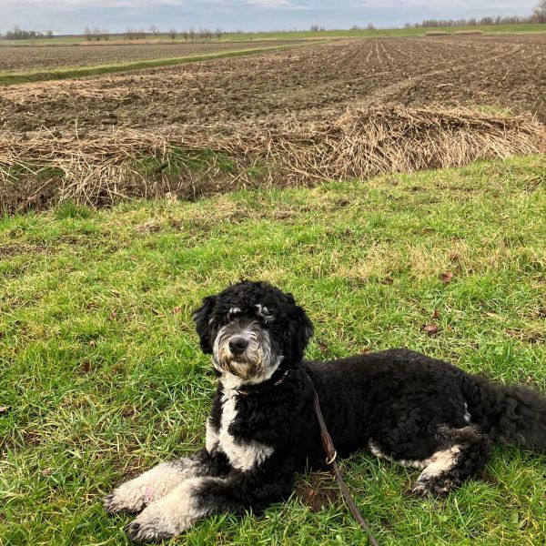 Guusje uit Barendrecht zoekt een Hondenoppas