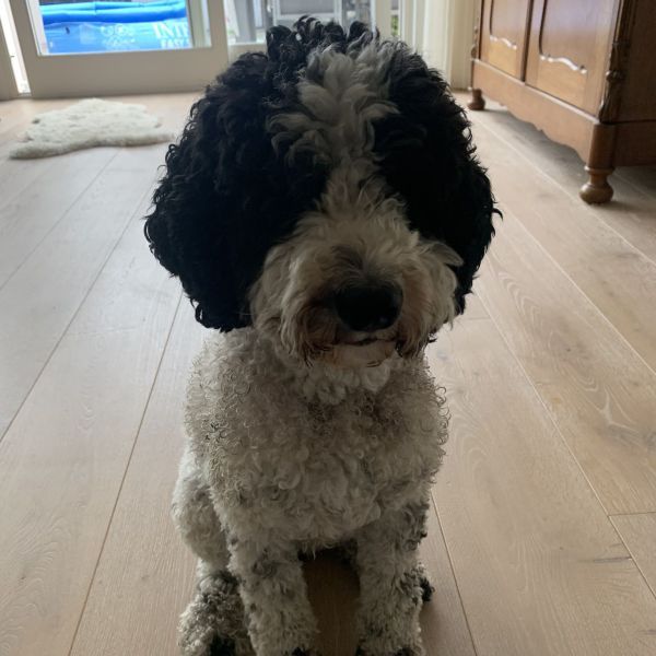 Mikki uit Heemstede zoekt een Hondenoppas