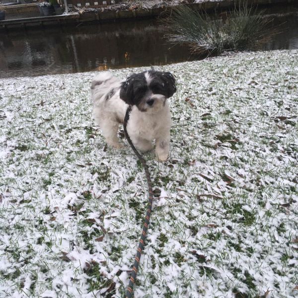 Tibbe uit Koudekerk Aan Den Rijn zoekt een Hondenoppas