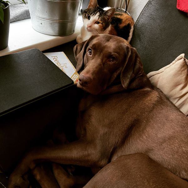 Lola, 2 poezen, Blub uit Barendrecht zoekt een huisdierenoppas