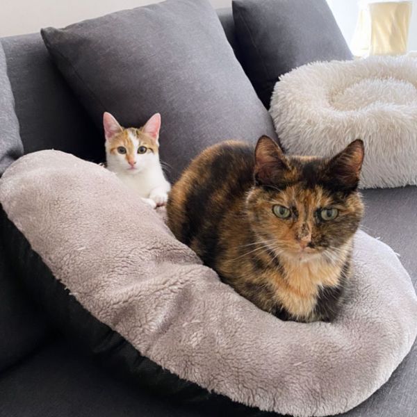 Kees en Cleo uit Baarle-Nassau-Grens zoekt een Kattenoppas