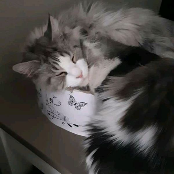 Burton (17+) en Joe Caputo (9,5) uit Spijkenisse zoekt een Kattenoppas