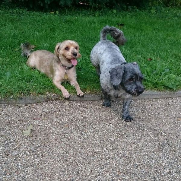 Spencer, Toby uit Maastricht zoekt een Hondenoppas