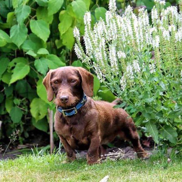 Jasper uit Muntendam zoekt een Hondenoppas