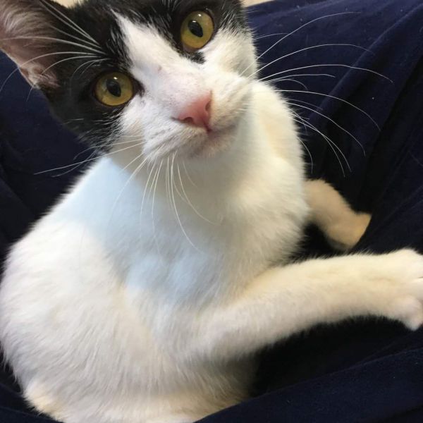 Kattenoppas Nina uit Groningen