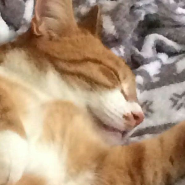 Picasso, Minoes uit Veendam zoekt een Kattenoppas