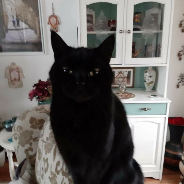 Abbeleh, Imaleh uit Harderwijk zoekt een Kattenoppas