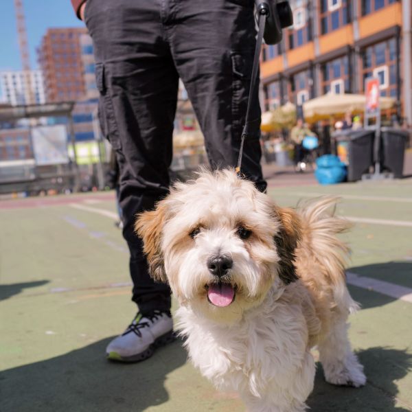 Freddie uit Oegstgeest zoekt een Hondenoppas
