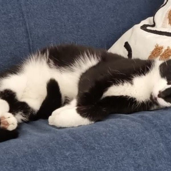 Billie en Tofu uit Tricht zoekt een Kattenoppas