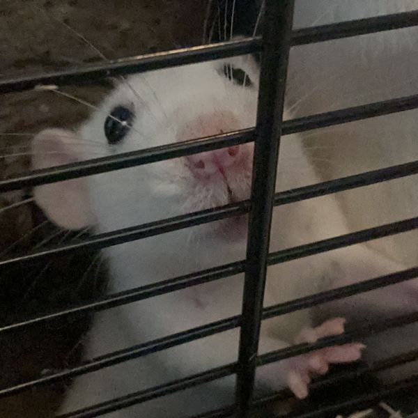 Huisdierenoppas Mathilde uit Hoogland