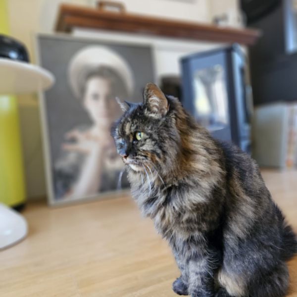 Femke uit Maastricht zoekt een Kattenoppas