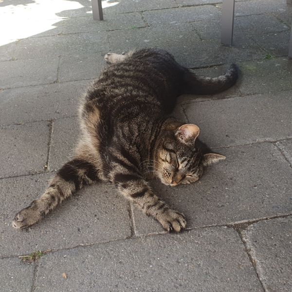 Fenna uit Eindhoven zoekt een Kattenoppas