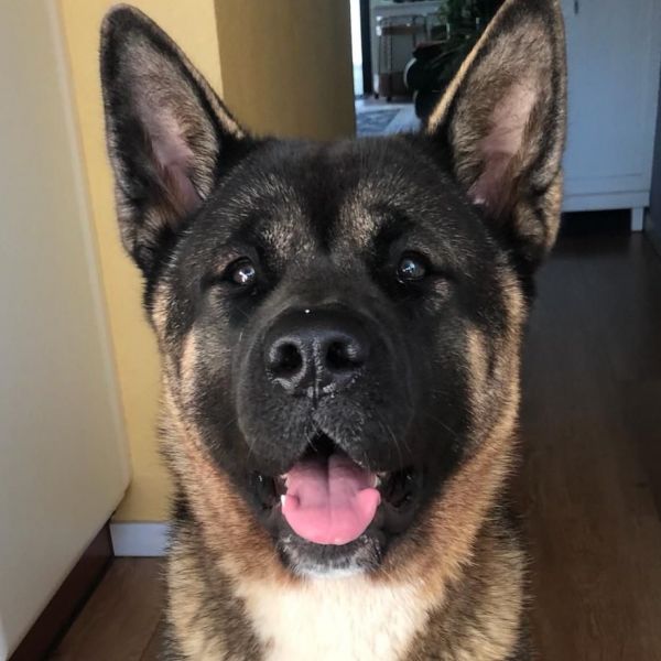Bowie, Balou uit Zoetermeer zoekt een Hondenoppas
