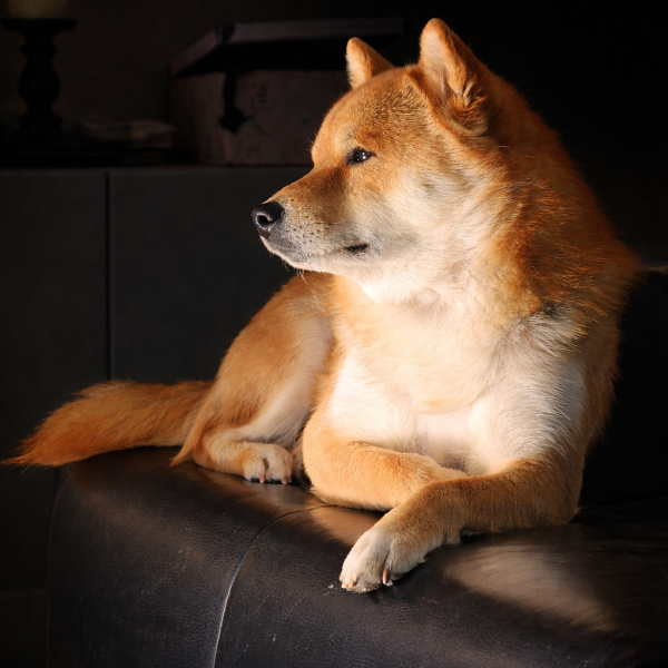 Yoshi, Yoshi uit Zwolle zoekt een Hondenoppas