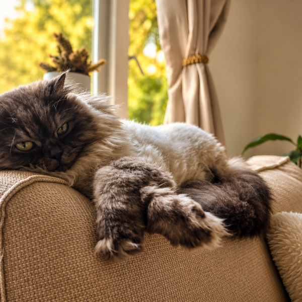 Amal, Amal uit Melissant zoekt een Kattenoppas