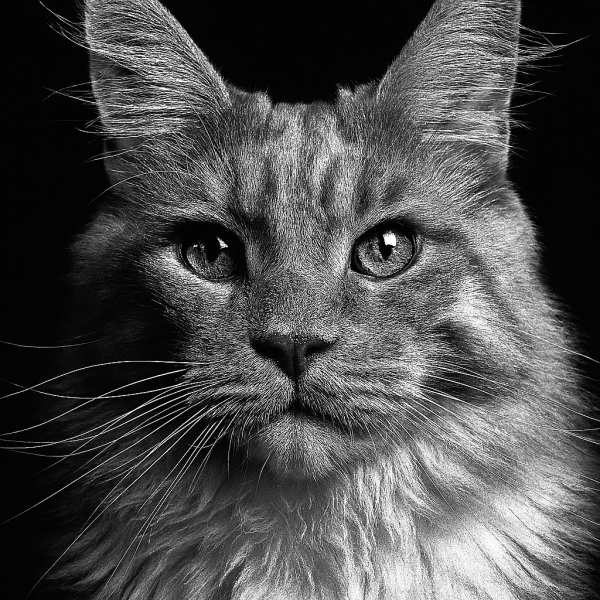 Karel uit Alkmaar zoekt een Kattenoppas