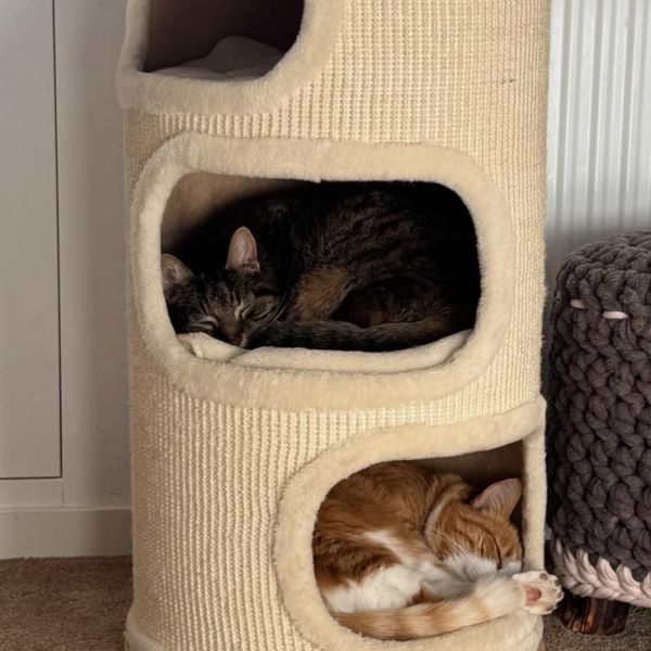 Fleur en Gijsje uit Laren zoekt een Kattenoppas