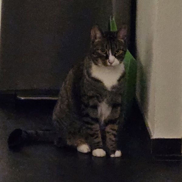 Karin Simons, Illi uit Breda zoekt een Kattenoppas