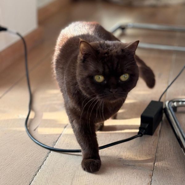 Pip, Aslan, Pasha uit Amstelveen zoekt een Kattenoppas