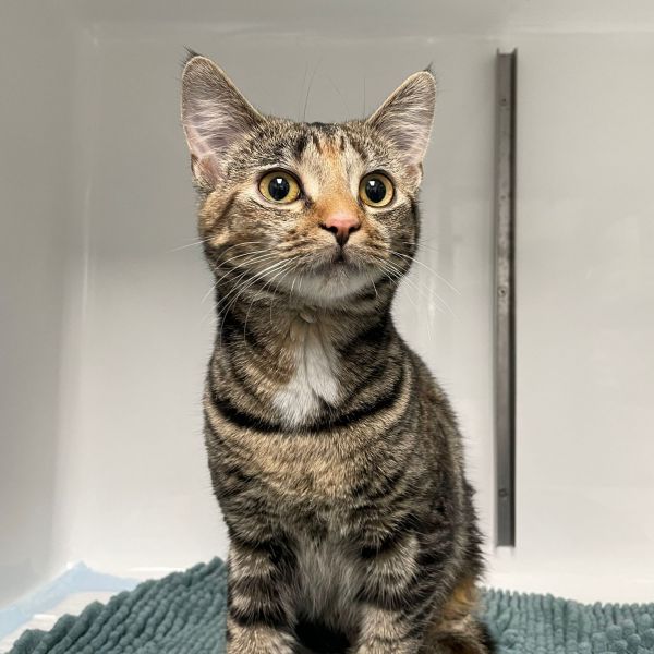 mistie uit Spijkenisse zoekt een Kattenoppas