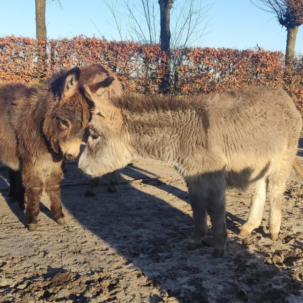 Cecile Deelman-Driessen uit Eelde zoekt een Boerderijoppas