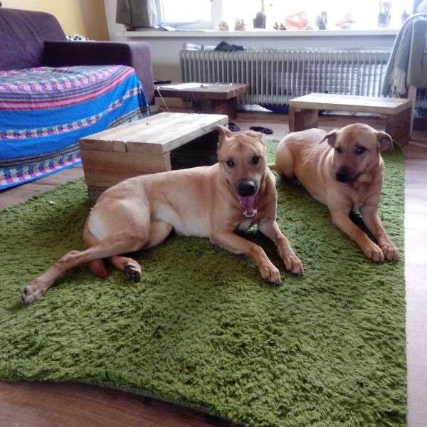 Gem (rechts, Jewel (links) uit Bunnik zoekt een Hondenoppas