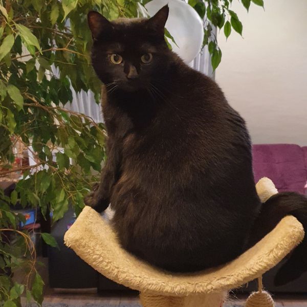 Gloria, Gloria uit Capelle Aan Den Ijssel zoekt een Kattenoppas