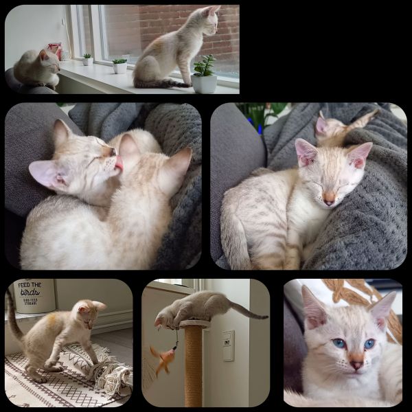 Kattenoppas C uit Bleiswijk