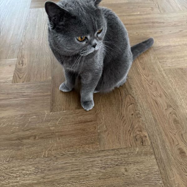 Grizzly uit Amersfoort zoekt een Kattenoppas