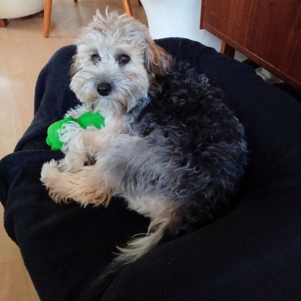 Hondenoppas I uit Purmerend