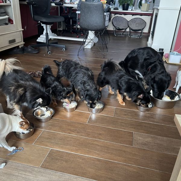 Ushi, Scraffy, Rusty uit Megen zoekt een Hondenoppas