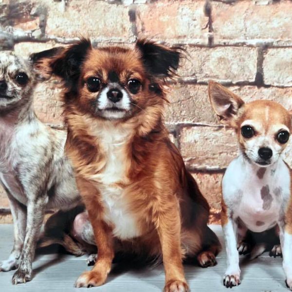 Lilly, Misty, Bibi uit Veenendaal zoekt een Hondenoppas