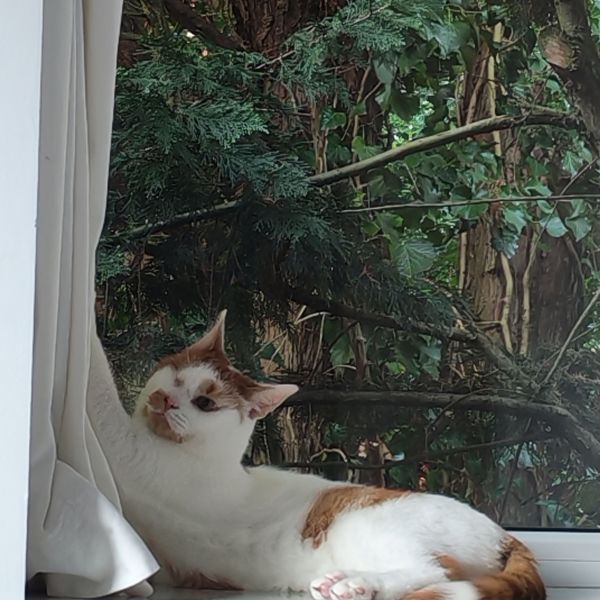 Horus uit Ugchelen zoekt een Kattenoppas