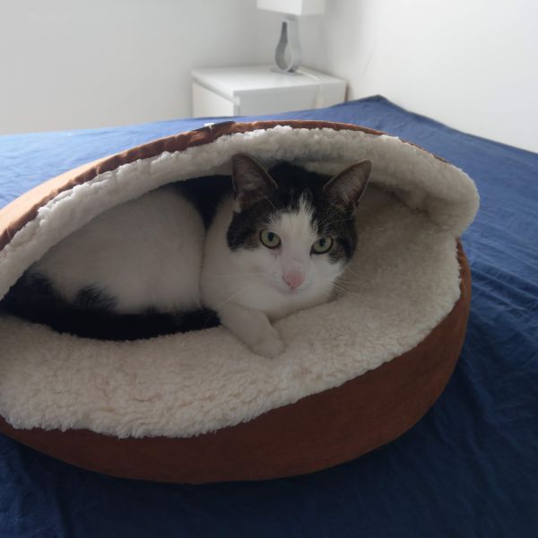 Hodor uit Den Haag zoekt een Kattenoppas