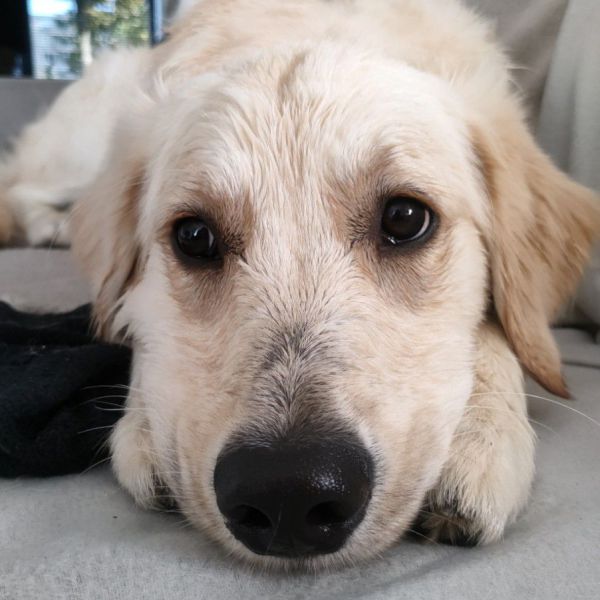 Huisdierenoppas Kelly uit Hoofddorp