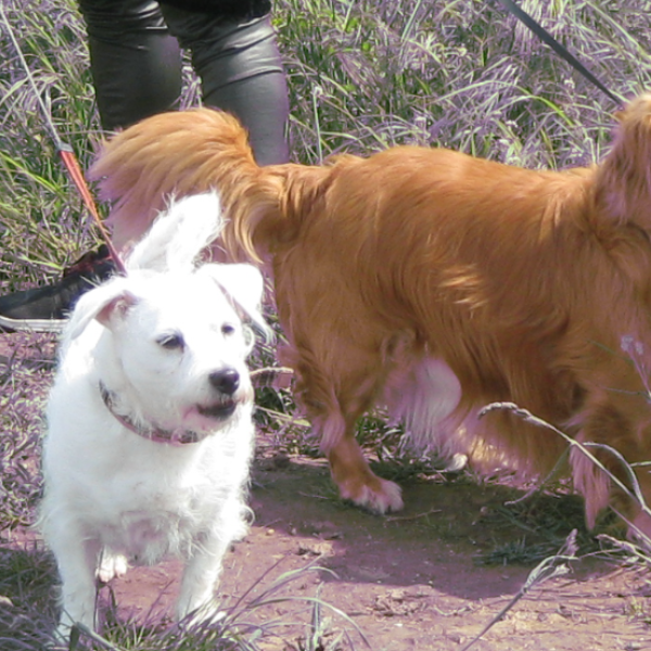 Kiki, Jaap uit Druten zoekt een Hondenoppas