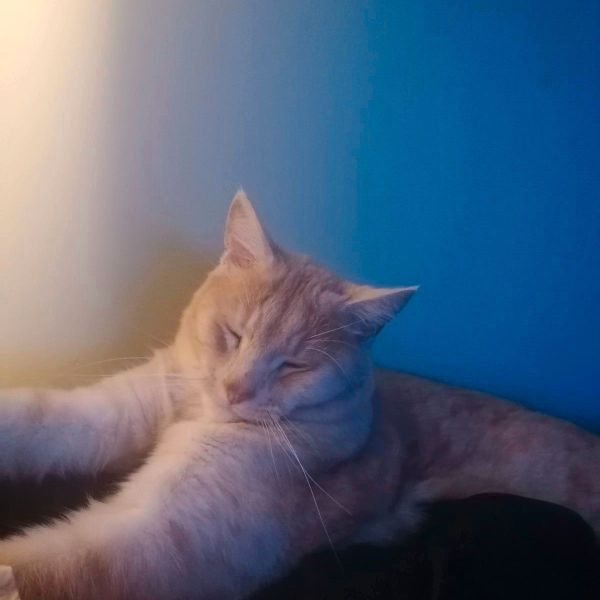 Bowie uit Delft zoekt een Kattenoppas