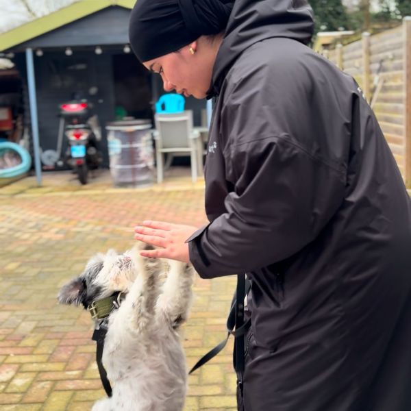 Hondenoppas Doomk9 uit Veendam