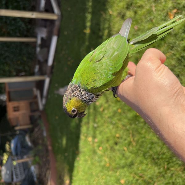 Louis, Zijdehoenders uit Rotterdam zoekt een Vogeloppas