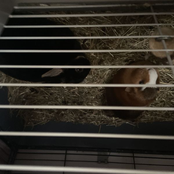 Cavia naam: Merci, Rozita, Flokie uit Bergen Op Zoom zoekt een Knaagdierenoppas