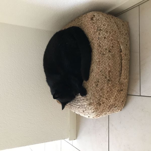 Rocky, Luna uit Tiel zoekt een huisdierenoppas