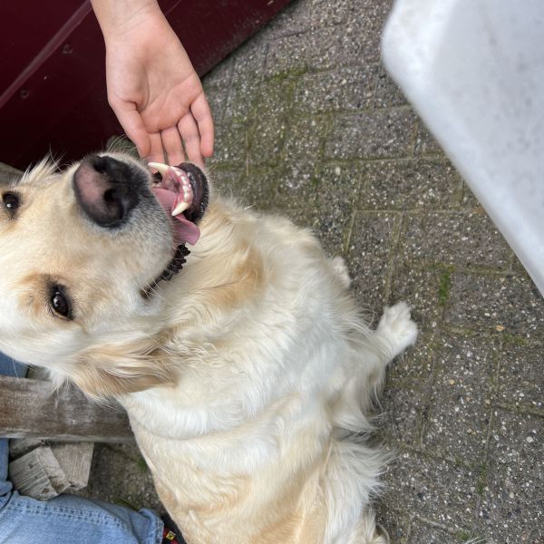 Boederij uit Suawoude zoekt een Hondenoppas