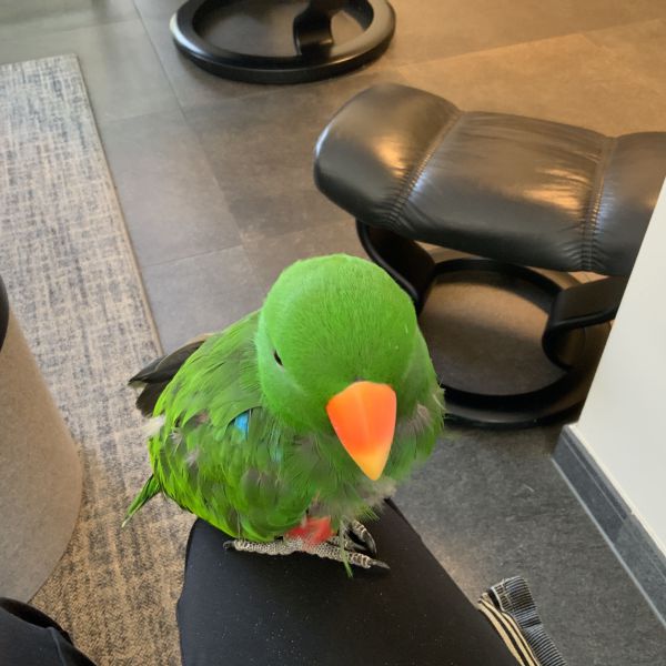Riccio uit Oss zoekt een Vogeloppas