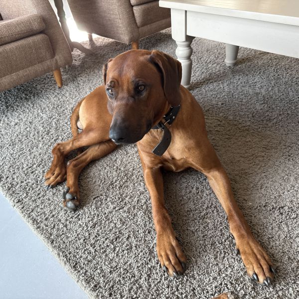 Paco uit Stolwijk zoekt een Hondenoppas