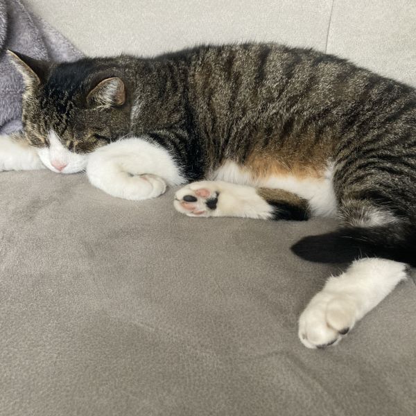 Yoko uit Alphen Aan Den Rijn zoekt een Kattenoppas