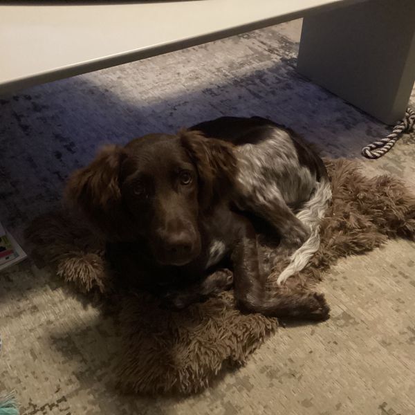 Hazel uit Krimpen Aan Den Ijssel zoekt een Hondenoppas